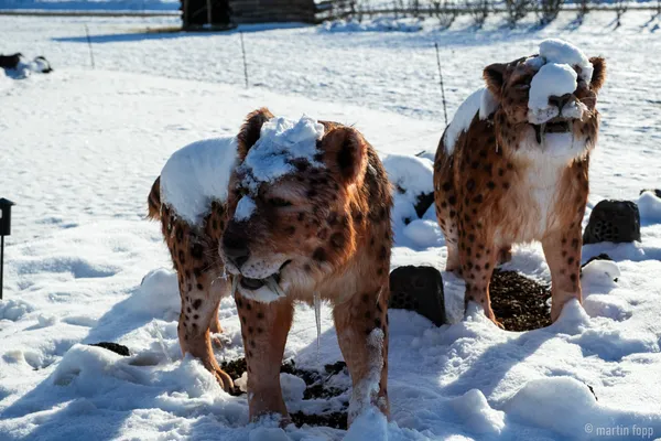 02 urzeitliche Tiere im ZüriZoo