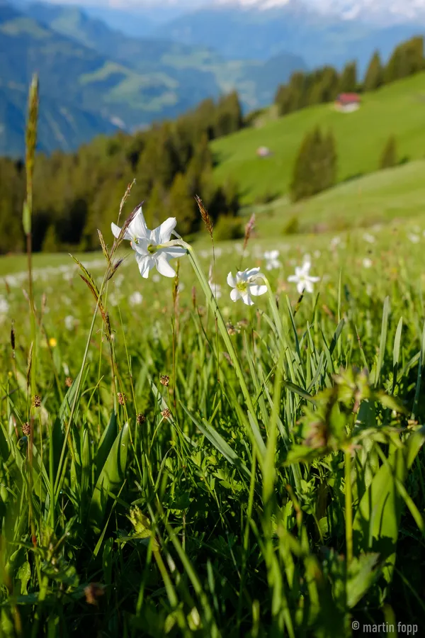 12 Narzissen oberhalb Fanas
