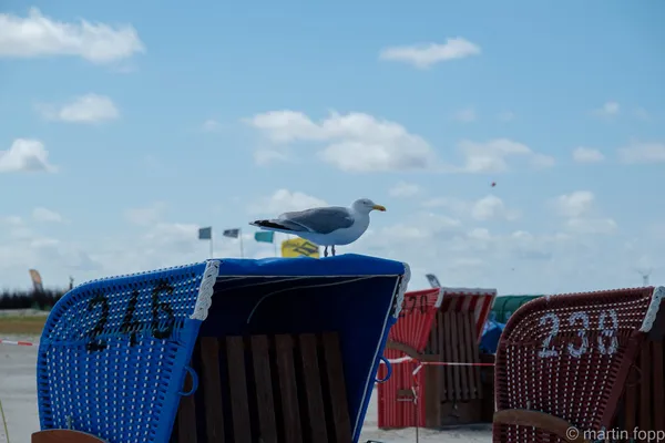 18 Strandbewohner