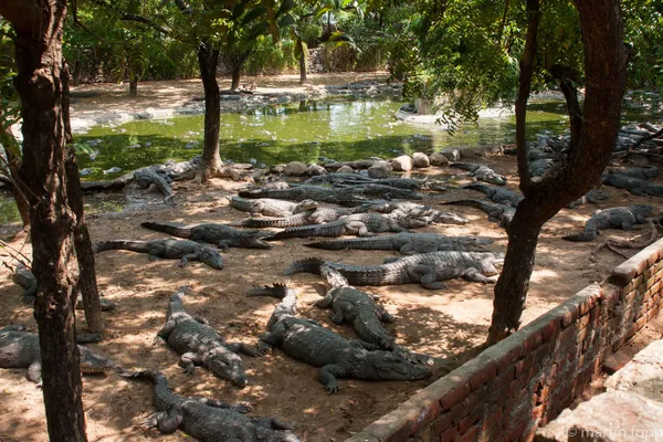 19 Maamallapuram - Krokodilpark