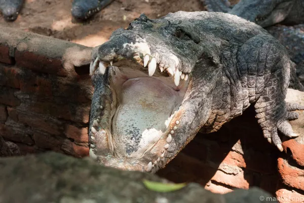 20 Maamallapuram - Krokodilpark