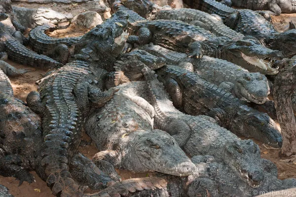 21 Maamallapuram - Krokodilpark