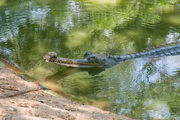 22 Maamallapuram - Krokodilpark