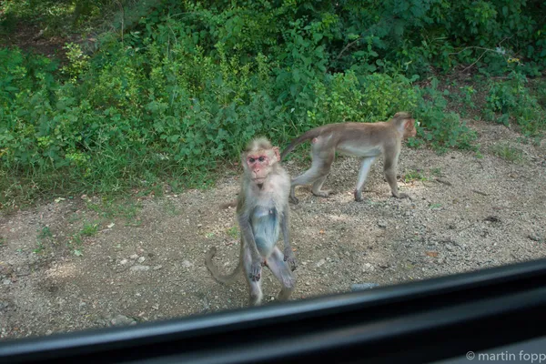 30 eher bedrohliche Affen