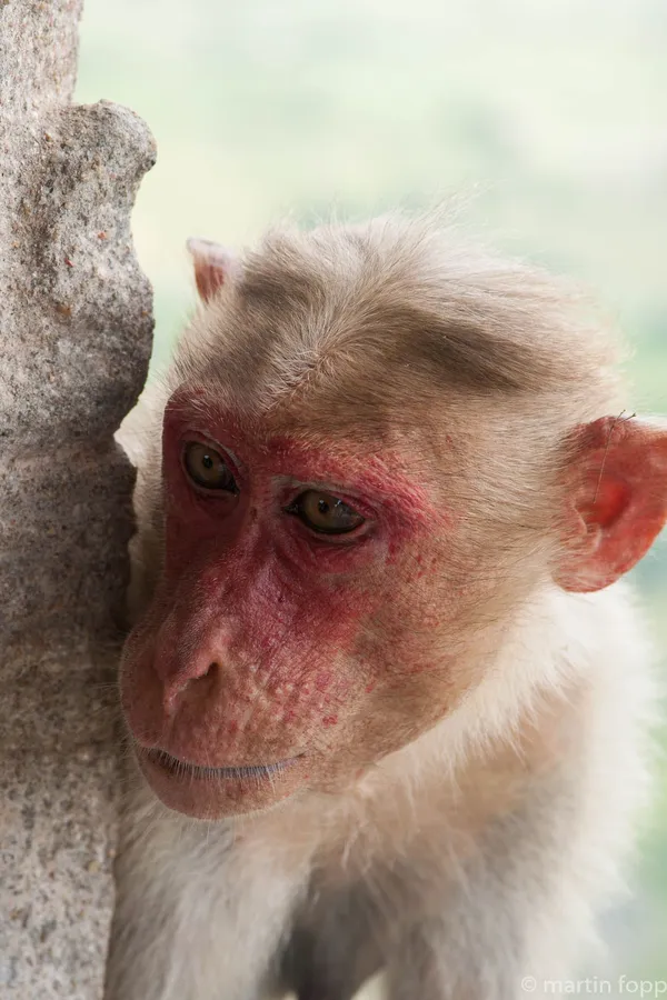 37 für einmal zutraulich