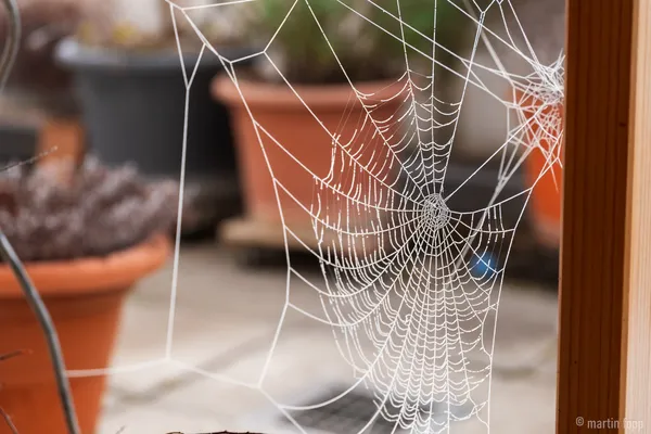 41 gefrorenes Spinnennetz