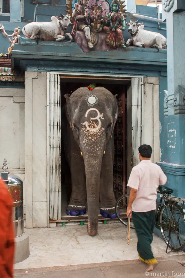 43 Pondicherry - Tempelelefant