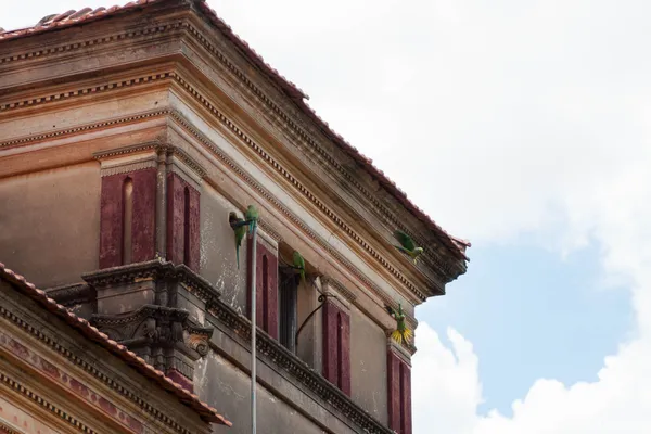 55 Kattinadu - Papageien