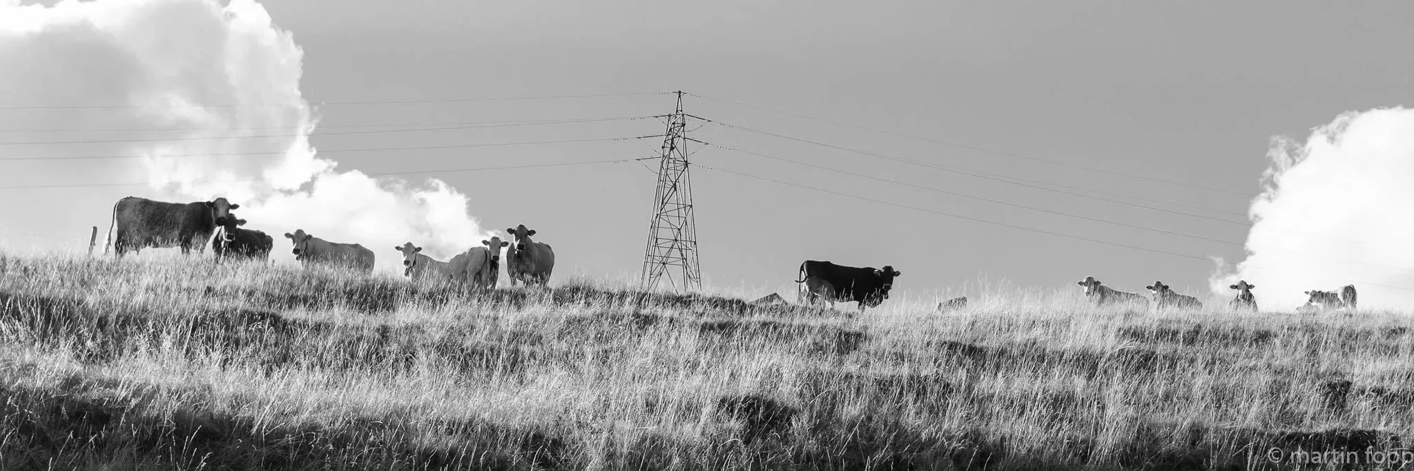 Kuhherde beobachtet featured image